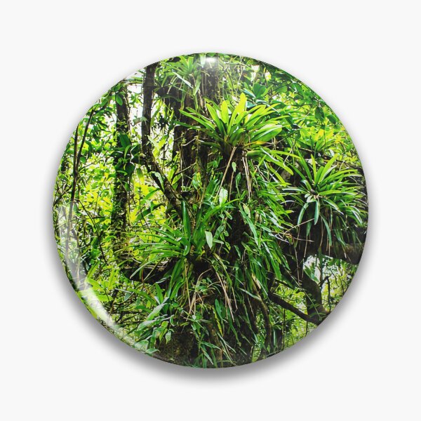 Item preview, Ancient Tropical Tree In the Cloud Forest of El Yunque Rainforest - Puerto Rico designed and sold by www.elyunqueprints.store.