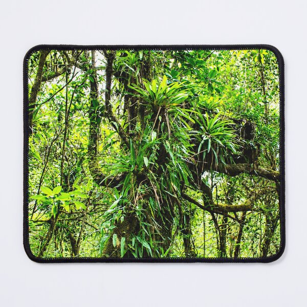 Item preview, Ancient Tropical Tree In the Cloud Forest of El Yunque Rainforest - Puerto Rico designed and sold by www.elyunqueprints.store.