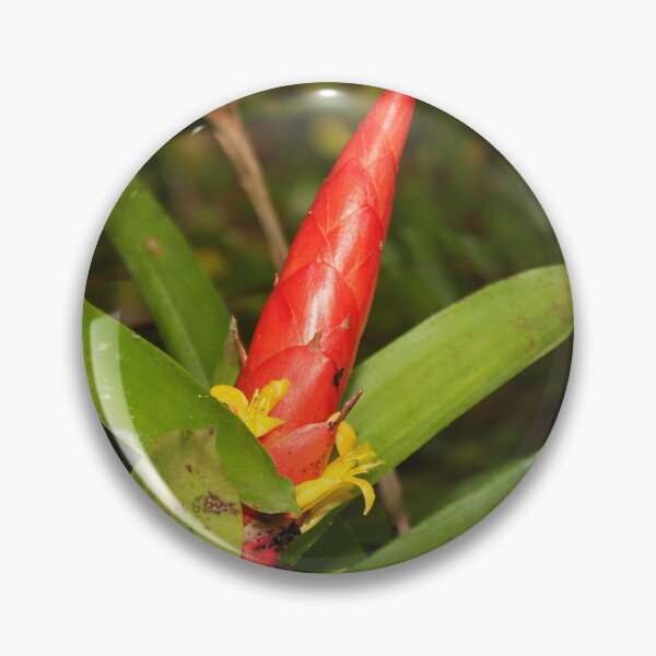 Item preview, The Bromeliad in flower - an air plant that lives holding to trees for water & sun designed and sold by www.elyunqueprints.store.