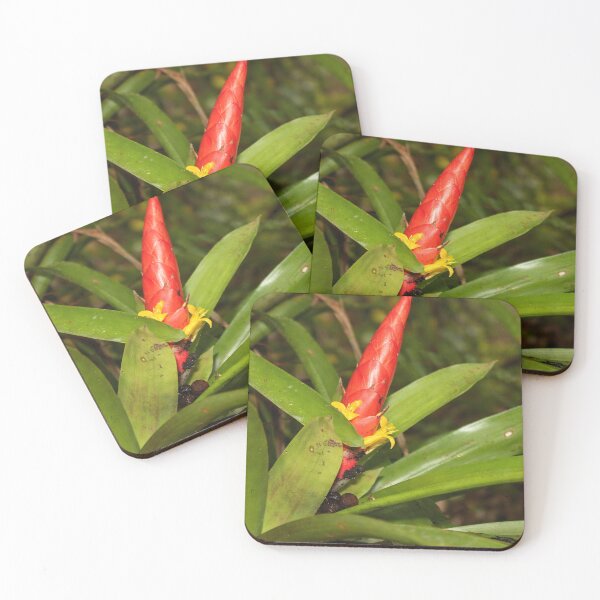 Item preview, The Bromeliad in flower - an air plant that lives holding to trees for water & sun designed and sold by www.elyunqueprints.store.