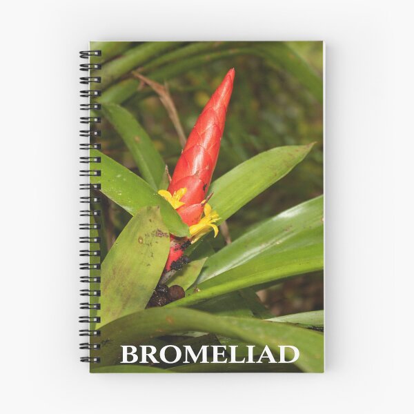 Item preview, The Bromeliad in flower - an air plant that lives holding to trees for water & sun designed and sold by www.elyunqueprints.store.