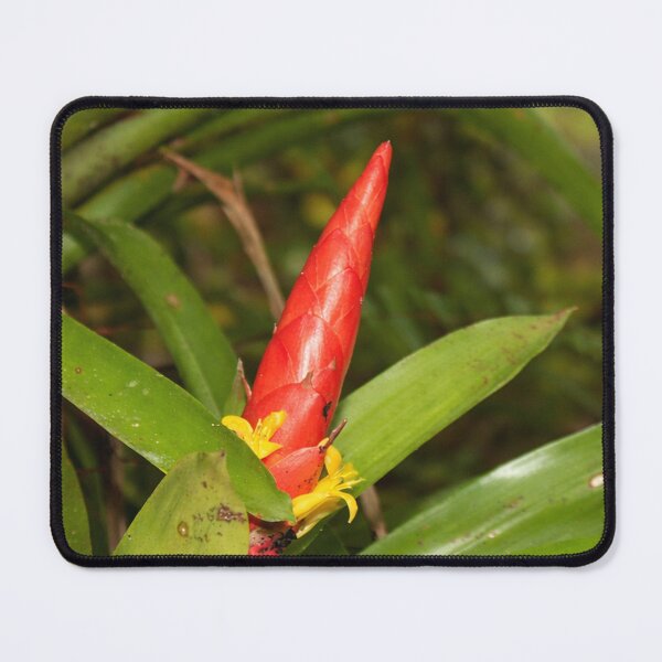 Item preview, The Bromeliad in flower - an air plant that lives holding to trees for water & sun designed and sold by www.elyunqueprints.store.