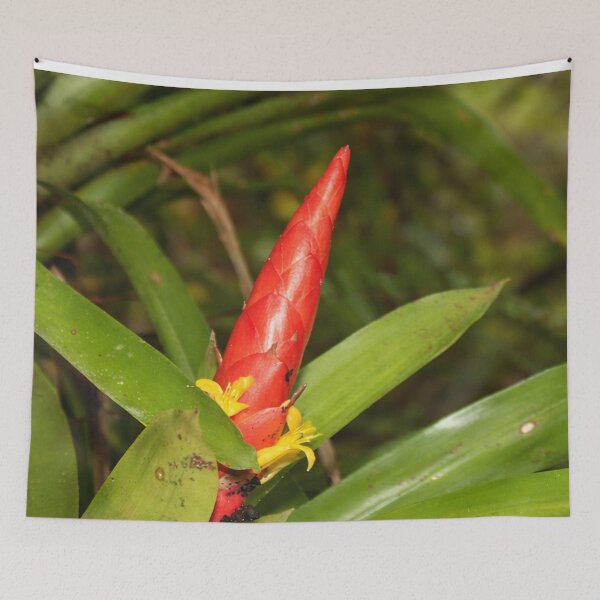 Item preview, The Bromeliad in flower - an air plant that lives holding to trees for water & sun designed and sold by www.elyunqueprints.store.