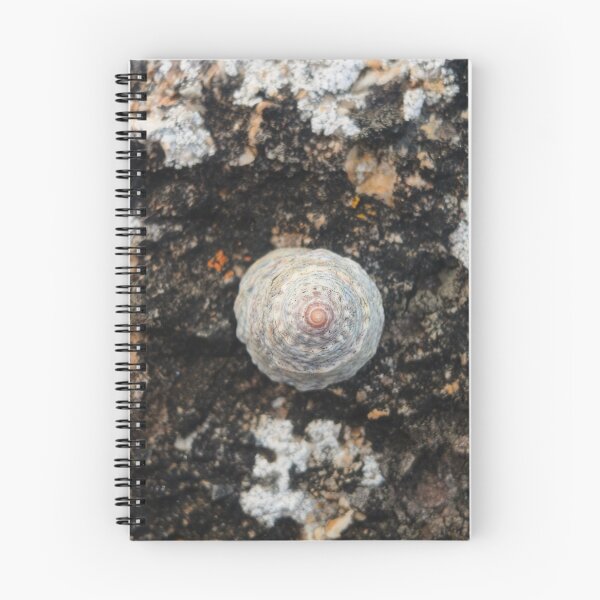 Item preview, Symmetrical Seashell designed and sold by art-by-len.