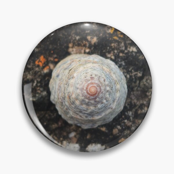 Item preview, Symmetrical Seashell designed and sold by art-by-len.
