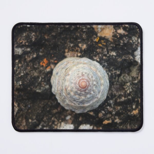 Item preview, Symmetrical Seashell designed and sold by art-by-len.