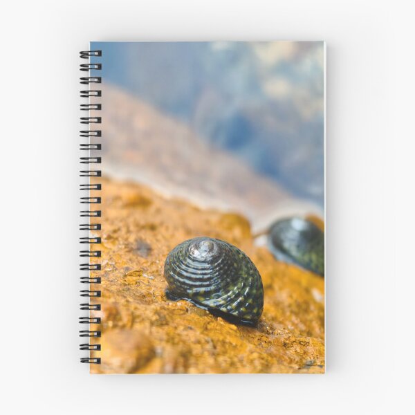 Item preview, Seashell designed and sold by art-by-len.