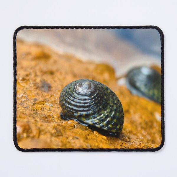 Item preview, Seashell designed and sold by art-by-len.
