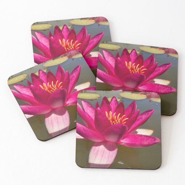 Item preview, Waterlily in a pond designed and sold by Betsy Phillips.