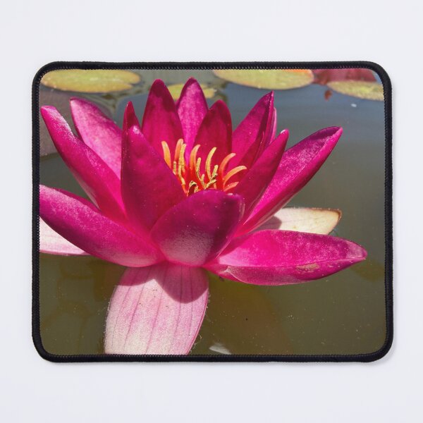 Item preview, Waterlily in a pond designed and sold by Betsy Phillips.