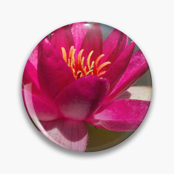 Item preview, Waterlily in a pond designed and sold by Betsy Phillips.