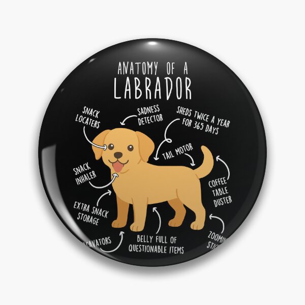 Item preview, Yellow Labrador Retriever Dog Anatomy designed and sold by Clara Hollins.