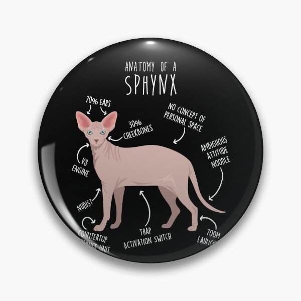 Aperçu de l'œuvre Anatomie du chat Sphynx roux créée et vendue par Clara Hollins.