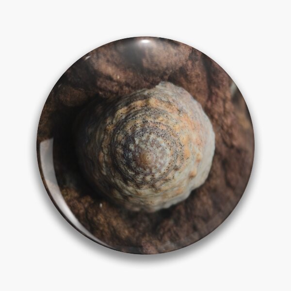 Item preview, Seashell & rocks designed and sold by art-by-len.
