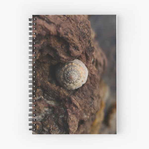 Item preview, Seashell & rocks designed and sold by art-by-len.
