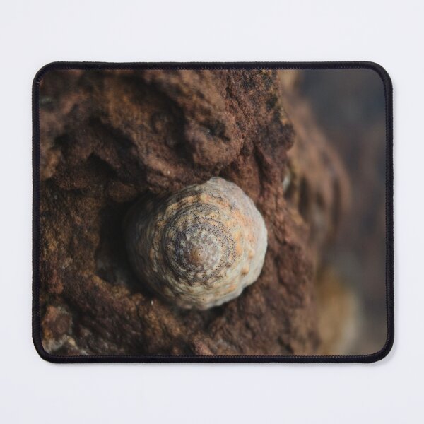 Item preview, Seashell & rocks designed and sold by art-by-len.