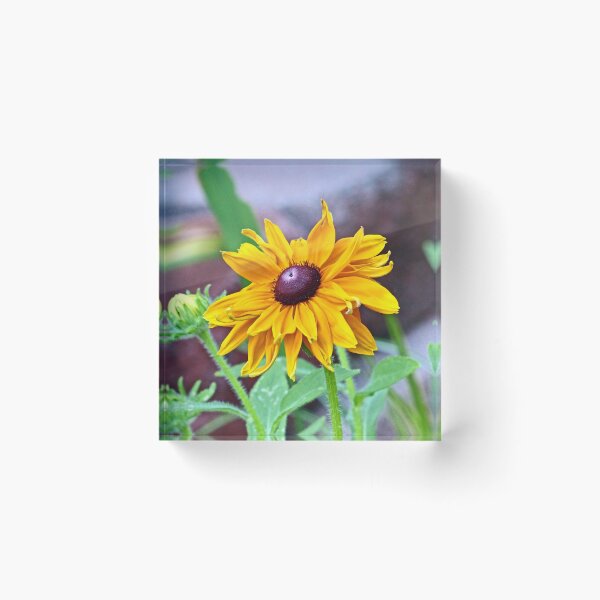 Item preview, Blackeyed Susan designed and sold by Frankie Cat Photography.