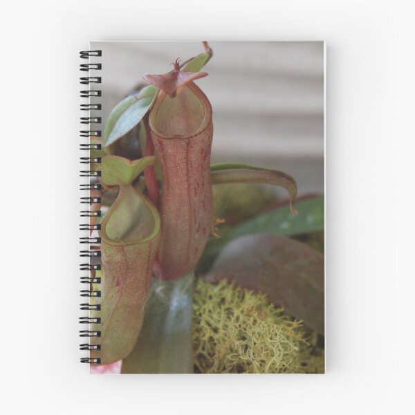 Item preview, FlyTraps designed and sold by HeathersHope.
