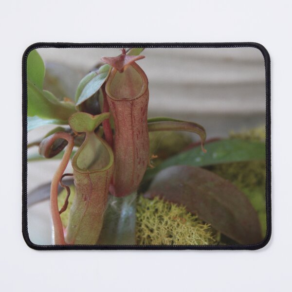 Item preview, FlyTraps designed and sold by HeathersHope.