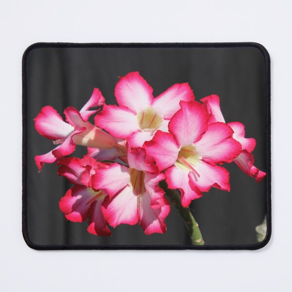 Item preview, Desert Rose Pink Flowers Against A Black Background designed and sold by 27Tammy27.