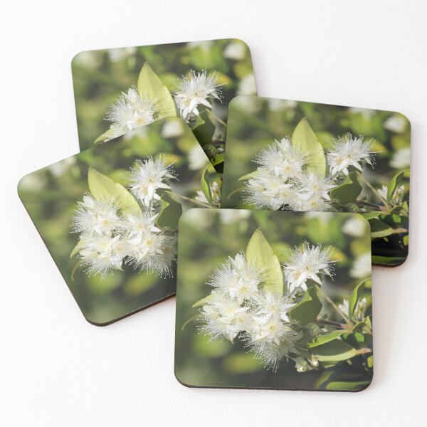 Item preview, Cinnamon Myrtle White Flowers Australian Native designed and sold by 27Tammy27.