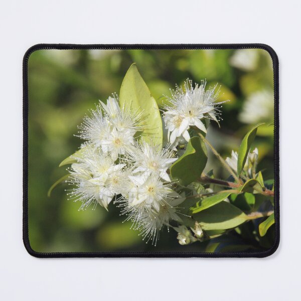 Item preview, Cinnamon Myrtle White Flowers Australian Native designed and sold by 27Tammy27.
