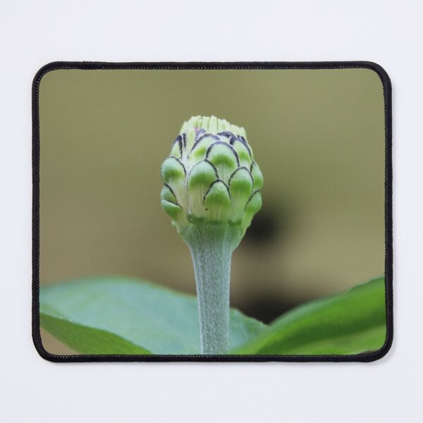 Item preview, Bloom where you are planted. designed and sold by HeathersHope.
