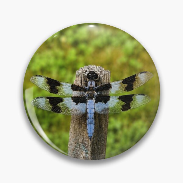 Item preview, Blue Dasher Dragonfly on Weathered Fence Post designed and sold by Swanny's Custom T-shirt and Gift Designs.