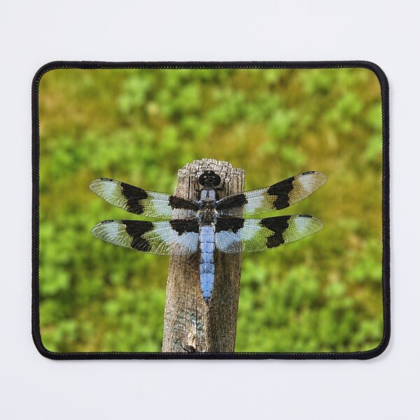 Item preview, Blue Dasher Dragonfly on Weathered Fence Post designed and sold by Swanny's Custom T-shirt and Gift Designs.