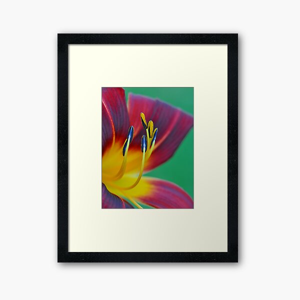 Day Lily Framed Art Print