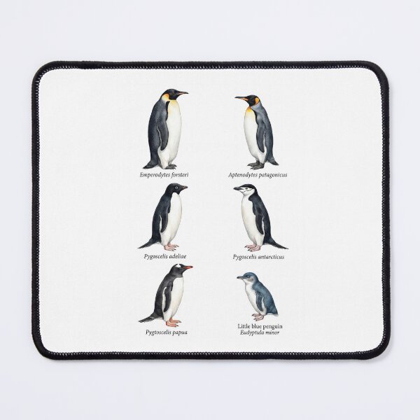Item preview, Penguin species part 1 designed and sold by ArunDandiboina.