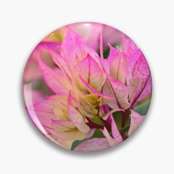 Item preview, Bougainvillea, pink and cream, soft pastels designed and sold by Likoca Photography.