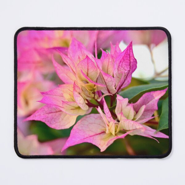 Item preview, Bougainvillea, pink and cream, soft pastels designed and sold by Likoca Photography.
