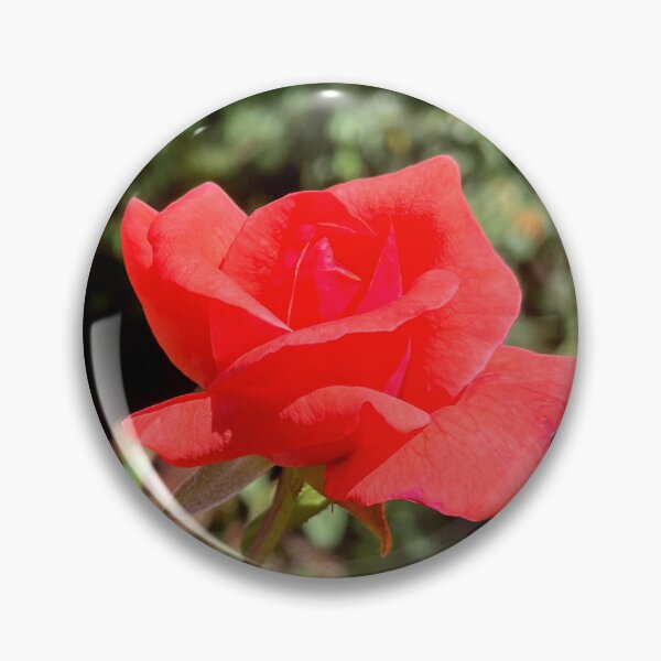 Item preview, Red Rose Bloom Romantic Garden Flower Photography designed and sold by Be Captured by Brittany Emma.