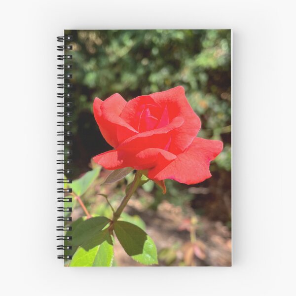 Item preview, Red Rose Bloom Romantic Garden Flower Photography designed and sold by Be Captured by Brittany Emma.