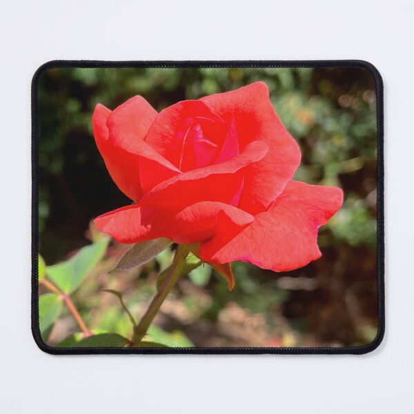 Item preview, Red Rose Bloom Romantic Garden Flower Photography designed and sold by Be Captured by Brittany Emma.