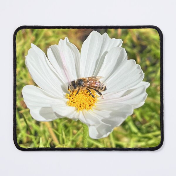 Item preview, Honey Bee on White Cosmos Flower Nature Photography designed and sold by Be Captured by Brittany Emma.