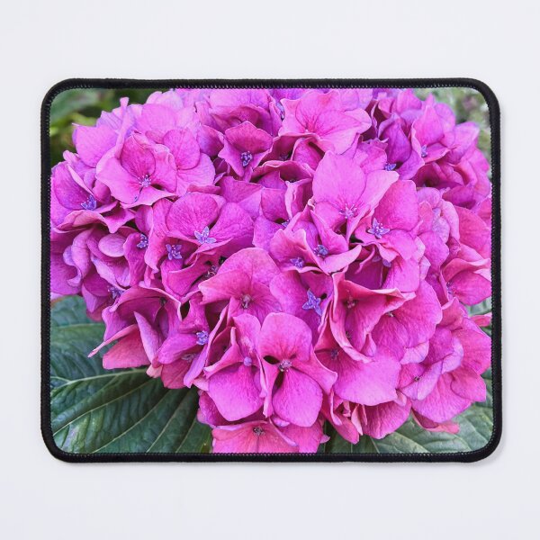 Item preview, Vibrant Pink Hydrangea Botanical Flower Photography designed and sold by Be Captured by Brittany Emma.