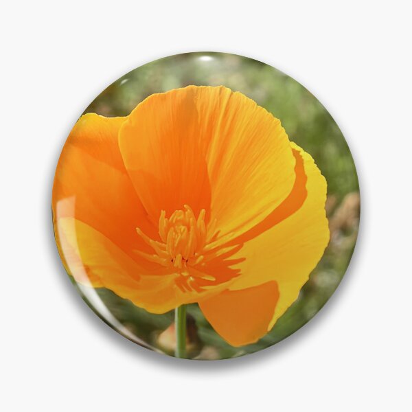 Item preview, Orange California Poppy Wildflower Botanical Photography designed and sold by Be Captured by Brittany Emma.