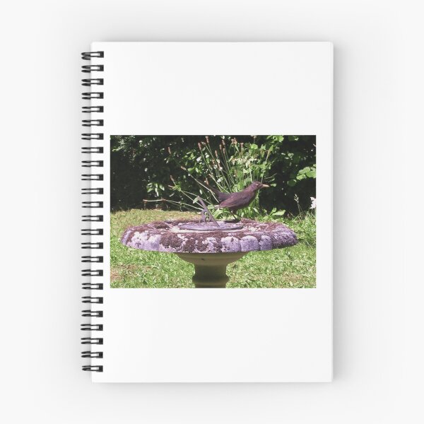 Item preview, Garden Blackbird (Turdus merula) designed and sold by ruffinathisarts.