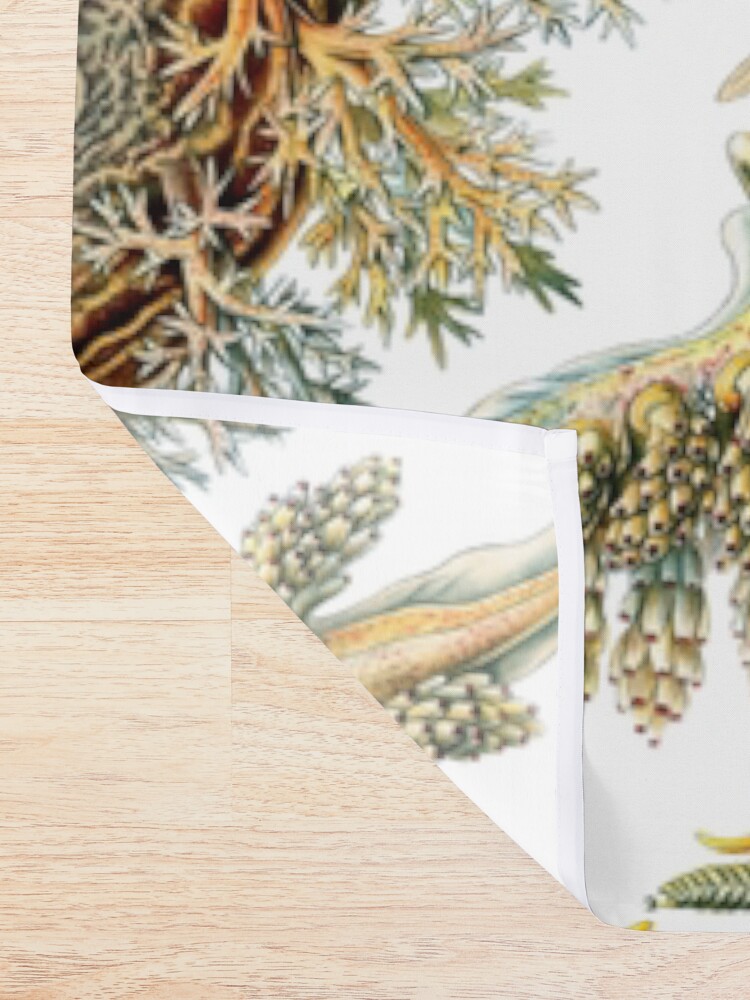 Alternate view of Ernst Haeckel - Nudibranchia (Snails) Shower Curtain