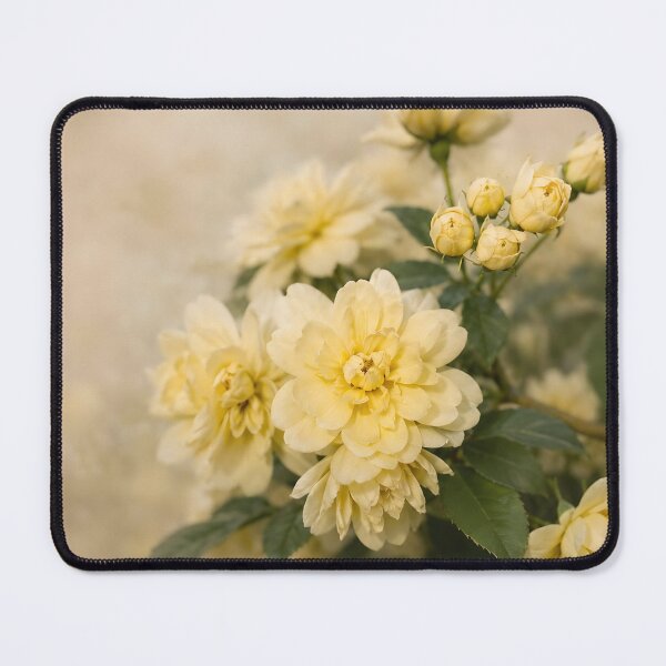 Artikelvorschau, Zartes Gelb von Rosen – Fine-Art-Fotografie aus der Kollektion „Botanical Flow“ entworfen und verkauft von Violafleurviolett.