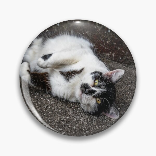 Item preview, Playful Street Cat Rolling on Pavement — Urban Animal Photography designed and sold by Rabee Khalil Photography.