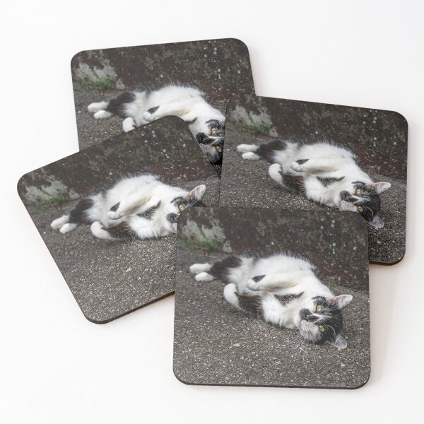Item preview, Playful Street Cat Rolling on Pavement — Urban Animal Photography designed and sold by Rabee Khalil Photography.