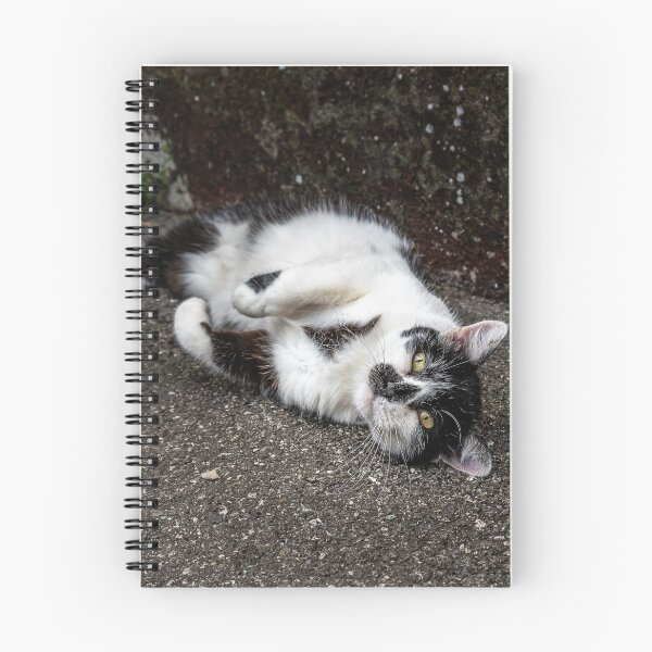 Item preview, Playful Street Cat Rolling on Pavement — Urban Animal Photography designed and sold by Rabee Khalil Photography.