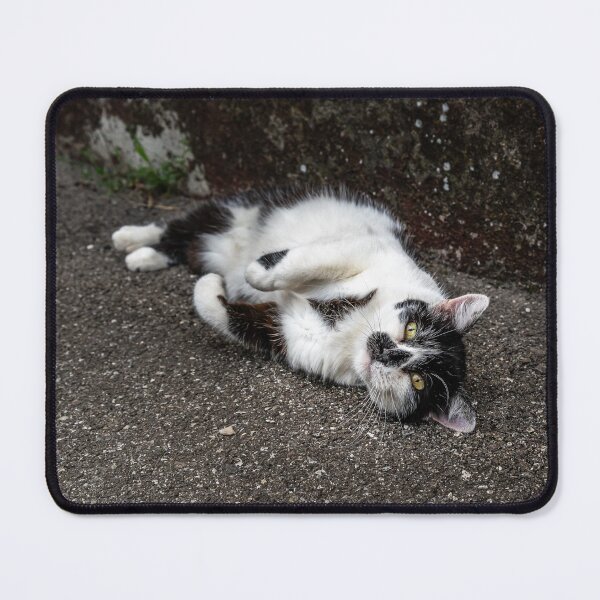 Item preview, Playful Street Cat Rolling on Pavement — Urban Animal Photography designed and sold by Rabee Khalil Photography.