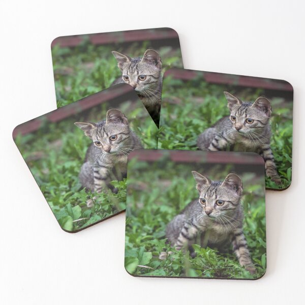 Item preview, Tabby Kitten in Green Grass — Outdoor Pet Photography designed and sold by Rabee Khalil Photography.