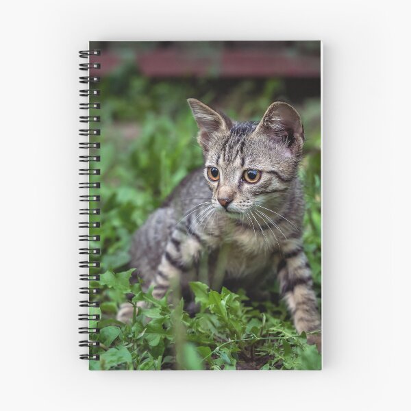 Item preview, Tabby Kitten in Green Grass — Outdoor Pet Photography designed and sold by Rabee Khalil Photography.
