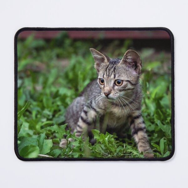 Item preview, Tabby Kitten in Green Grass — Outdoor Pet Photography designed and sold by Rabee Khalil Photography.