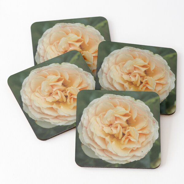 Item preview, Soft peach rose flower - Botanical nature photography designed and sold by Cha-s-lens.